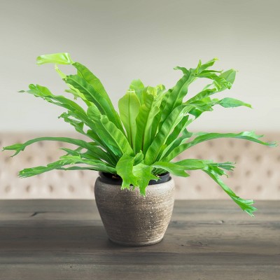 3pc Green Flame Fern - National Plant Network