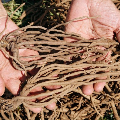 Purple Passion Asparagus Roots with Nutty Flavor