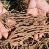 Van Zyverden 12ct Roots GMO Free Asparagus Jersey Giant - 2 of 4