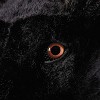 Morris Costumes Bull Adult Moving Mouth Overhead Halloween Costume Mask - Black One Size Fits Most - 4 of 4