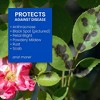 BioAdvanced 3-in-1 Insect, Disease & Mite Control RTU – Hose-end Ready-to-Use Spray, 32 oz - 4 of 4
