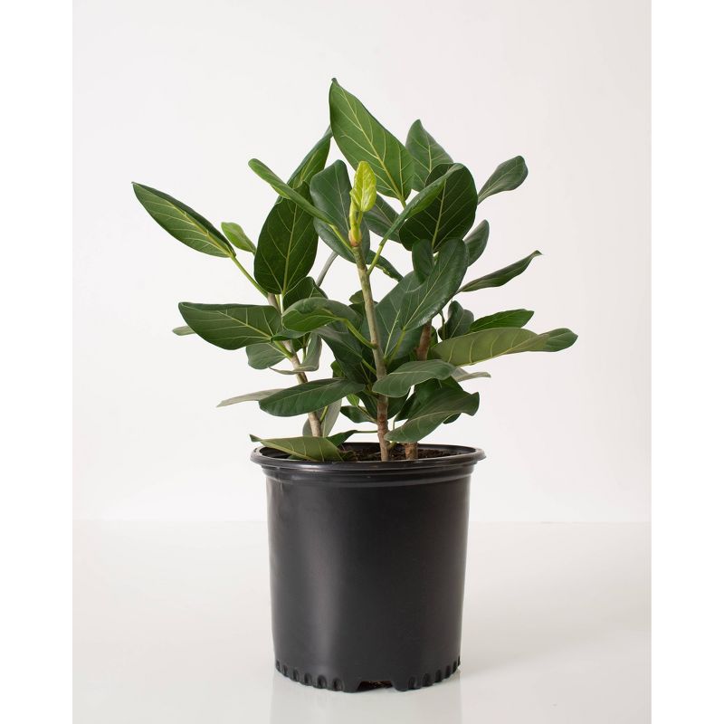 Ficus Audrey - National Plant Network, 1 of 6