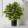Nearly Natural Artificial Rubber Plant in Glossy Cylinder (Real Touch) - 2 of 3