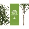 Orieon 4.3FT Artificial Olive Tree with Planter, Realistic Silk Leaves & Fruits, Indoor Outdoor Home Office Decoration - 4 of 4