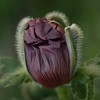Van Zyverden 3ct 'Patty's Plum' Poppy Root Purple - 3 of 4