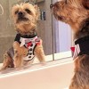 Doggie Design American River Ultra Choke Free Dog Harness - Tuxedo with 4 Interchangeable Bows - 2 of 3