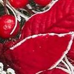red and white