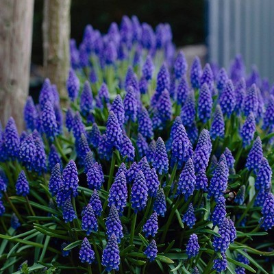 100ct Grape Hyacinths Bulbs - Van Zyverden