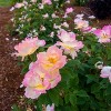 Van Zyverden Bloomin' Easy Rosa Peach Lemonade 4" Potted Rocketliners Rose in Nursery Pot - 4 of 4