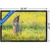 Trends International The Comedy Wildlife Photography Awards: Jason Moore - Air Guitar Roo Framed Wall Poster Prints - 3 of 4