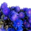 16" Artificial Dried Cape Blumen Bouquet Blue - National Tree Company - 3 of 4