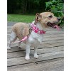 Country Brook Petz Pink Hawaiian Martingale Dog Collar (1 Inch, Medium) - 2 of 4