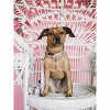 Pink Papyrus Isabella Dog Leash - 3 of 3