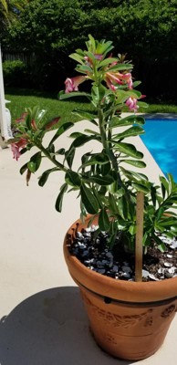 Desert Rose' 1pc - National Plant Network - Indoor Plant Or