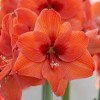 Van Zyverden Amaryllis Naranja Flower Bulb - 3 of 4