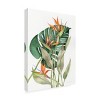 Trademark Fine Art -Kathleen Parr McKenna 'Botanical Birds of Paradise' Canvas Art - 4 of 4