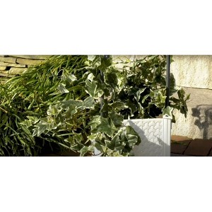 Ultimate Innovations Self-Watering Square Indoor Outdoor Planter Box with Trellis 9.84"x9.84"x40.75" - 1 of 2