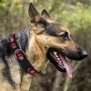 NHL Arizona Coyotes Collar - L - 2 of 4