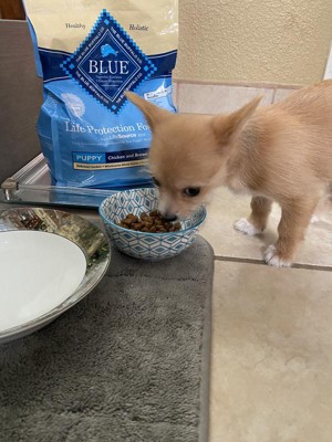 Blue buffalo life protection puppy outlet review