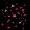 Junior's Design By Humans Sliced Roses and Petals By designnatures T-Shirt - 2 of 3