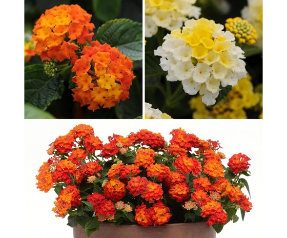 3pc Lantana Lucky Collection - Cottage Hill