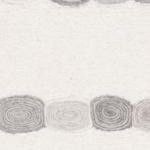 ivory/grey