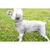 Country Brook Petz Premium Dog Collar - Country and Western Collection - 3 of 4