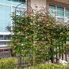2 Pack Flower Trellis, Metal Garden Trellis, Garden Trellis Climbing Plants, Garden Trellis Modern With 71" X 40" For Outdoor-Cuddlewood - 3 of 4