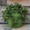 Tierra Garden Strawberry & Herb Patio Planter 2pk - 4 of 4