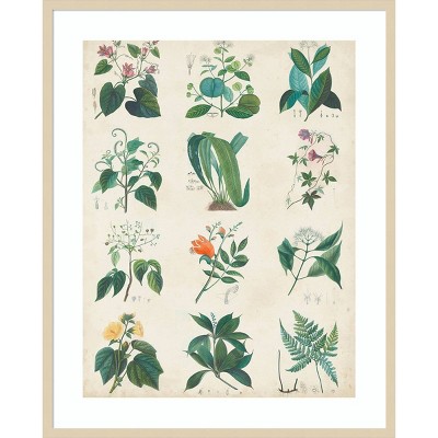 Botanical Schema II Svelte Natural Framed Abstract Print