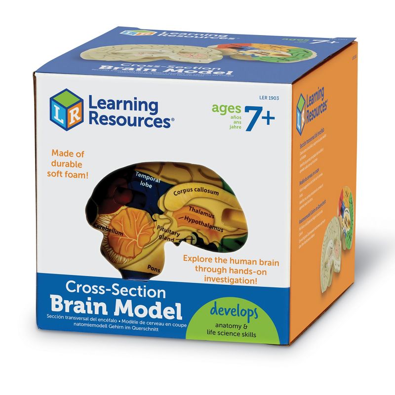 Learning Resources Cross-Section Brain Model, 5" Long, Ages 7+, 4 of 7