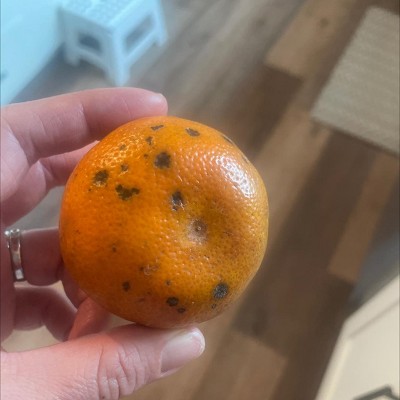 Guest review image 1 of 1, zoom in