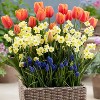 Van Zyverden 45ct Bulbs Narcissus Tulip Muscari Spring Blooming Patio Kit - 2 of 4