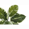 Sapphtopaz Artificial Rubber Tree, Real Touch Artificial Tree Artificial Plant with Pot, Room Decor for Home Office Foyer Porch - 4 of 4