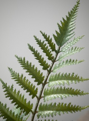 Verdant Charm 12" Plastic Potted Outdoor Fern