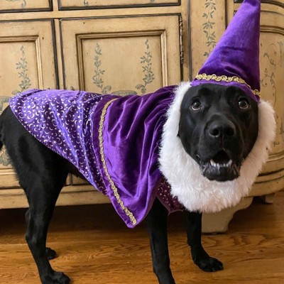 Dog 2024 wizard costume