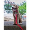 Country Brook Petz Deluxe Nylon Dog Collar and Leash - 3 of 4
