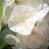 Sullivans Artificial White Hydrangea Stem 20"H - 2 of 2