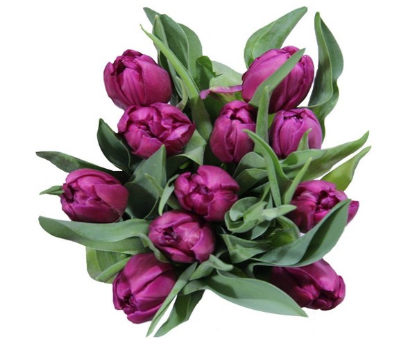 Encore Floral Dark Pink Tulips - 10ct