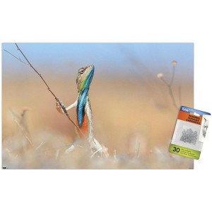 Trends International The Comedy Wildlife Photography Awards: Anup Deodhar - Rockstar Unframed Wall Poster Prints - 1 of 4