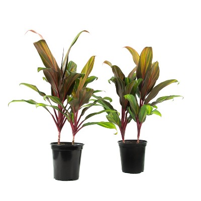 2pc Cordyline Harlequin - National Plant Network