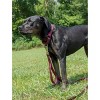 Country Brook Design Martingale Heavyduty Nylon Dog Collar - 3 of 4