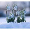 Van Zyverden 5ct Bulbs Snowdrops Galanthus - 2 of 4
