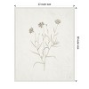 Amanti Art Plants from the Meadow V by Sarah Adams Canvas Wall Art Print Framed 23 x 28-in. - 4 of 4