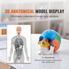 VEVOR Human Skull Model, 8 Parts Brain & 3 Parts Skull, Life-Size Painted Anatomy Skull Model, PVC Anatomical Skull, Multicolored - 3 of 4