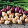 Van Zyverden 25ct Allium White Bulbs - 2 of 4