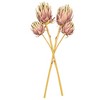 Vickerman 26" Protea Stem 2/Bag - 4 of 4