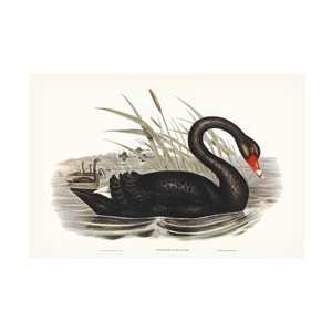 Trademark Fine Art - Elizabeth Gould  Majestic Waterbird III Canvas Art - 1 of 4