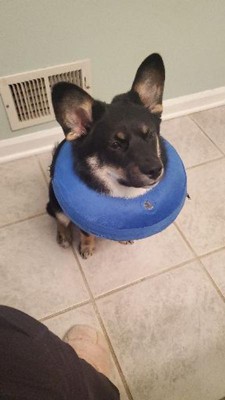 Dog cone target best sale