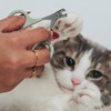Dexypaws: Nail Clipper for Cats & Small Pets - Sage Green, Pet Grooming Tool - 3 of 4